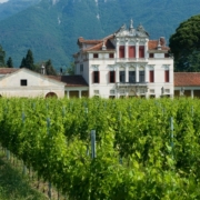villa Angarano Bianchi Michiel _ veduta dai vigneti