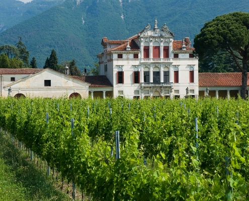 Le ville tra i vigneti