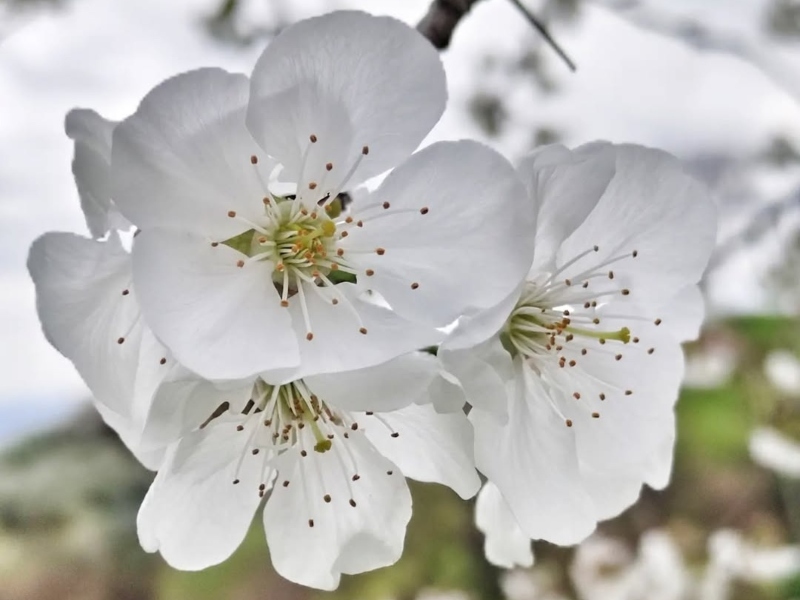 fiori di ciliegio